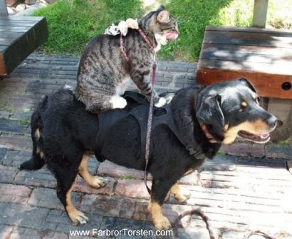 [djurbild465[2].jpg]