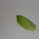 Leaf insect