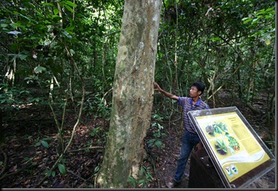 03 Canopy Walk (68)