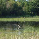 Great white heron