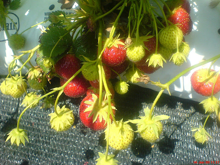 Lucious strawberries