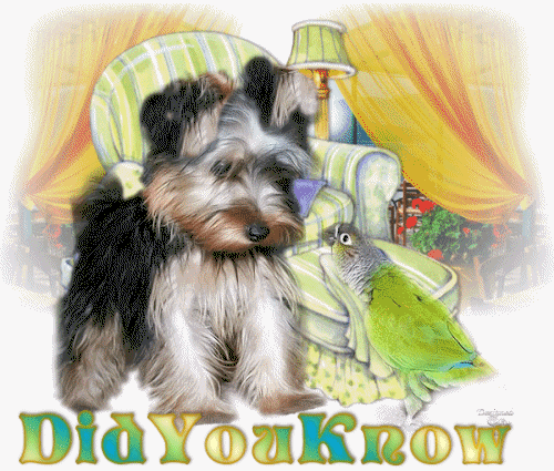 [Yorkie & parrot[3].png]