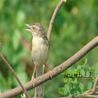 Plain prinia 