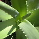 Aloe Vera Plant