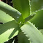 Aloe Vera Plant