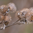 prickly plant