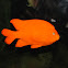 Garibaldi