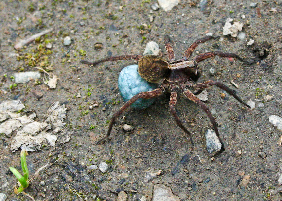 Spotting Image 1
