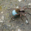 Wolf Spider