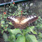 Brown Clipper