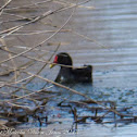 Moorhen; Pollo de Agua