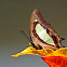 Common Nawab