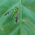 Long legged fly