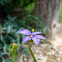 Blue-eyed Grass