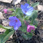 Pulmonaria