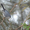 Perlita, Blue-gray Gnatcatcher