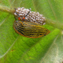 Membracid Tree hopper