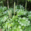 Acanthus
