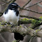 Willie wagtail