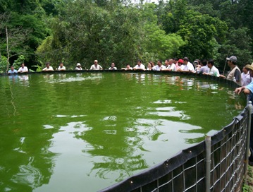 estanque  de tilapiaroja