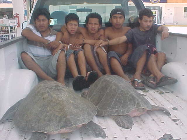 [Captura la PM a cinco depredadores de tortugas marinas en Coyuca de Benítez y los remite a la PGR[4].jpg]