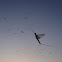Mayfly