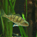 Yellow Pirch