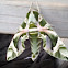 Oleander Hawk Moth