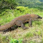 Komodo Dragon