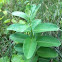Milk weed