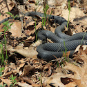 Northern Black Racer