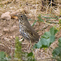 Song Thrush; Zorzal Común