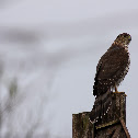 Cooper's Hawk