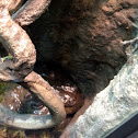 African bull frog