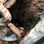 African bull frog
