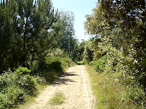 Vigne Américaine, Saint Trojan, île d'Oléron