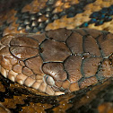 Scrub Python