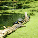 Painted Turtle