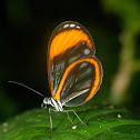 Sarepta clearwing