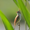 Sedge Warbler