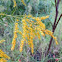 Goldenrod