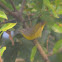 Nashville Warbler