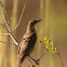 Unicolored blackbird