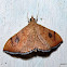 Crambidae