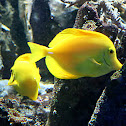 Yellow tang