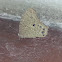 Common Evening Brown
