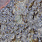 Star Ascidian?