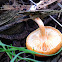 common rustgill