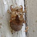 Cicada husk