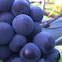 Grape